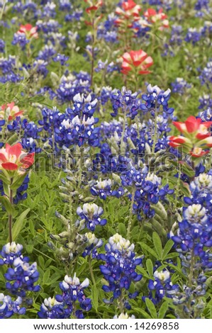 bluebonnets, Indian Paint Brushes, pedals, stems, colorful, flowers, floral, wildflowers, nature, outdoor,Texas