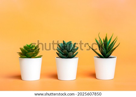 Similar – Image, Stock Photo Three mini cactus in white ceramic pots on grey concrete table background