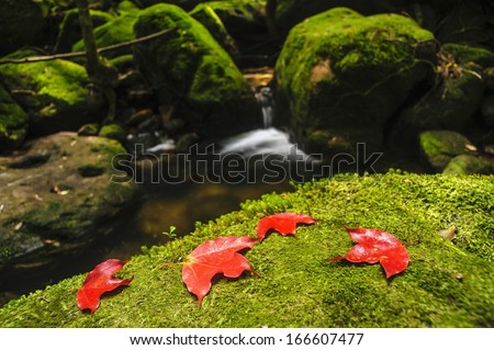 Maple leaf on moss covered rocks near waterfall in rains forest, Thailand.