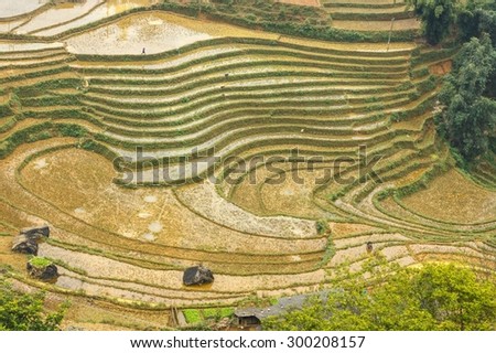 Curve of rice terraces at the mountains in Tavan Village Sapa, Vietnam.