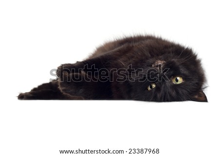 lying black cat isolated