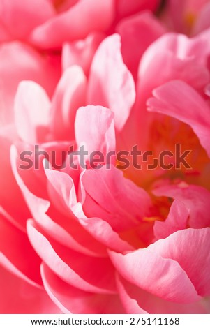 pink peony flower petals macro background