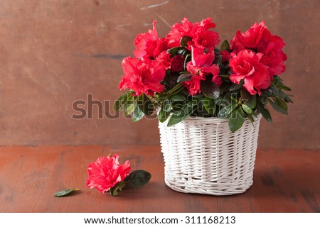 beautiful red azalea flowers in basket over rustic background
