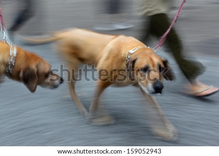 walking the dog on the street in motion blur