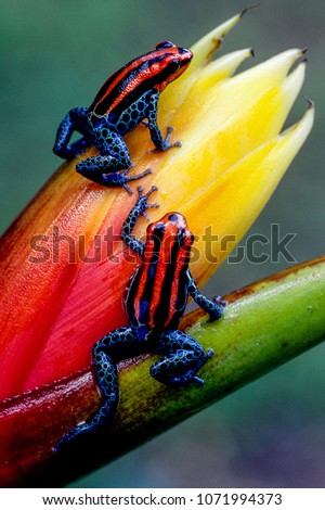 Ecuador has one of the highest numbers of amphibians in the world.  Some are exquisitely beautiful, like this pair of endemic poison dart frogs from near the town of Tena, in the Amazon Basin. ストックフォト © 