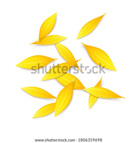 Pile of sunflower, calendula or chrysanthemum flower petals isolated on white background. Vector illustration.