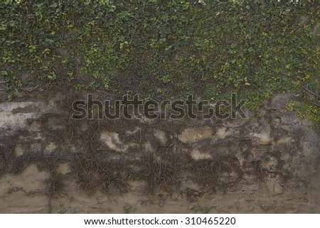 The wall brick covered by green leaves. Climber, clambering plant