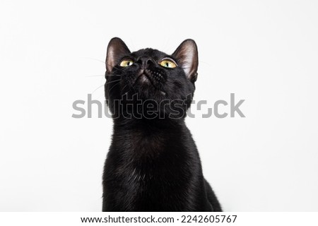 Similar – Image, Stock Photo Black cat looking at camera