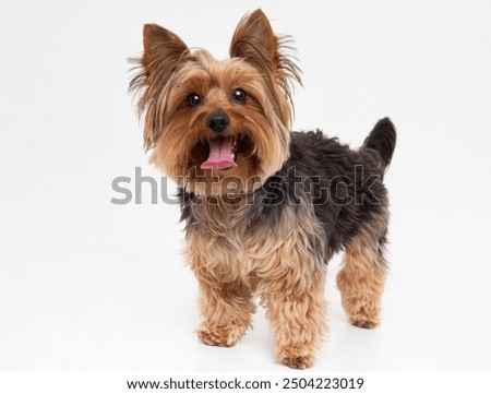 Similar – Image, Stock Photo dog photography animal