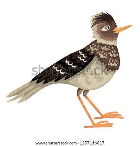 Lark bird, a brown motley feathered bird, stands on its paws.