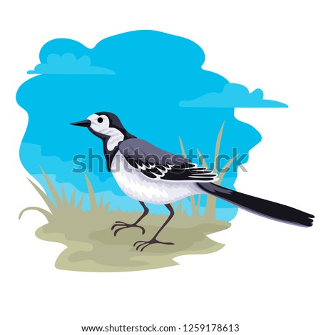 Bird wagtail walks through the grass, walks. Sky and grass on the background