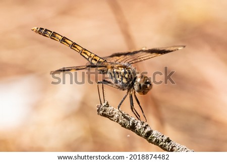Brachythemis leucosticta or brachythemis impartita A brown striped dragonfly perched on top of a wooden pole Imagine de stoc © 