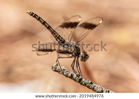 Brachythemis leucosticta or brachythemis impartita A brown striped dragonfly perched on top of a wooden pole Imagine de stoc © 
