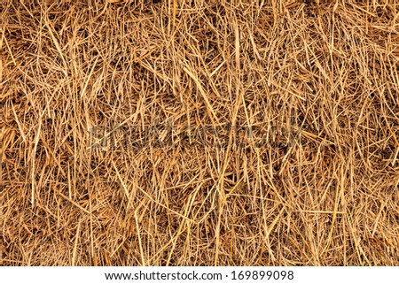 Rice straw background, Thailand.