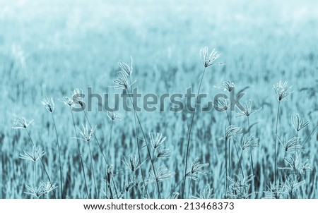 Flower grass at relax evening time and defocused background.Cyanotype Tone