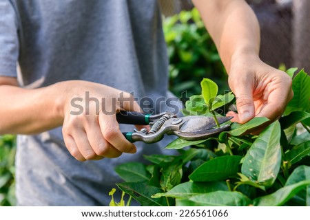 Flower  pruning. Hands with pruning shears.