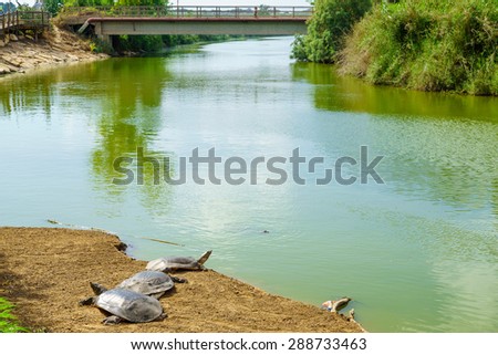 Nile soft-shell turtles in the Nahal Alexander (Alexander stream) nature reserve, and the Turtle Bridge in the background. Israel