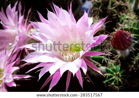 Flowering Echinopsis cactus and one closed bud. This species blooms from late spring to all summer long, the flowers open before sunrise but last only one day in full beauty.