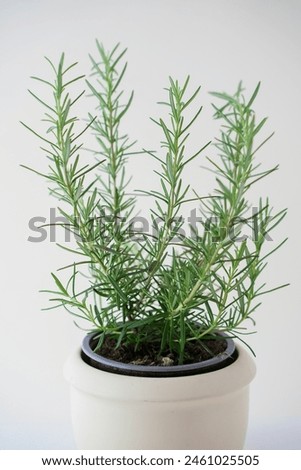 Similar – Image, Stock Photo Rosemary plant in herb bed