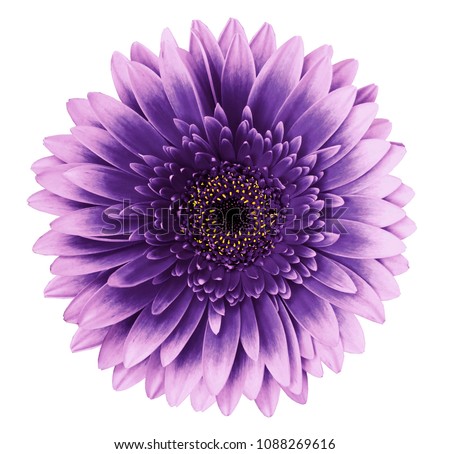 Photo of Violet-pink gerbera flower on a white isolated background with clipping path.   Closeup.   For design.  Nature.