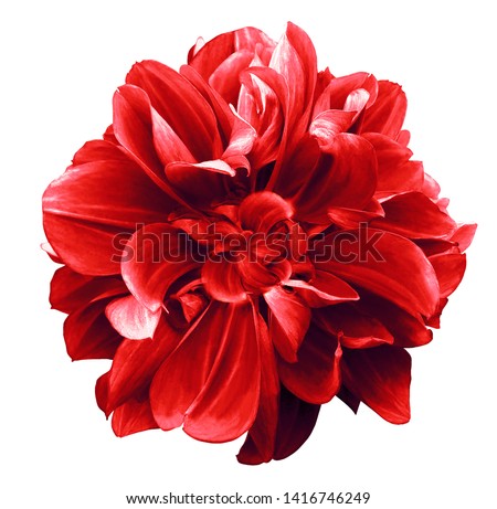 Photo of red  dahlia. Flower on the black isolated background with clipping path.  For design.  Closeup.  Nature. 