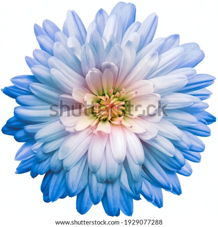 Photo of Blue chrysanthemum.  Flower on a white isolated background with clipping path.  For design.  Closeup.  Nature.