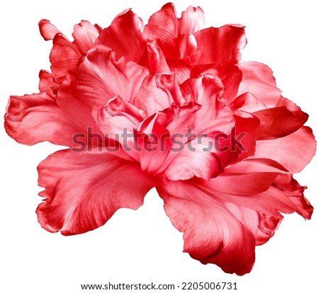 Similar – Image, Stock Photo Red Tulip Tulip blossom