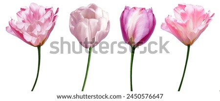 Similar – Image, Stock Photo tulips Tulip blossom