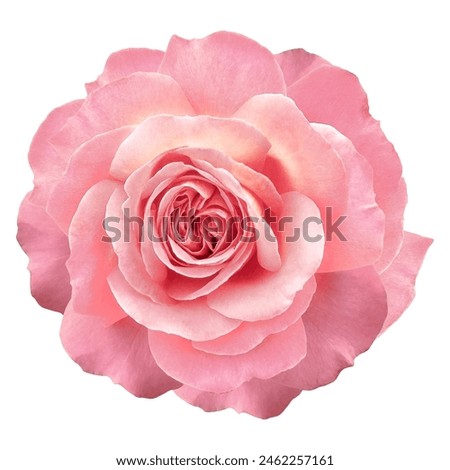 Similar – Image, Stock Photo Bouquet of pink and white flowerson wooden table at flower shop. Floristics and selling flowers small business. Pink fresh spring floral background with copy space on top with light gray background.