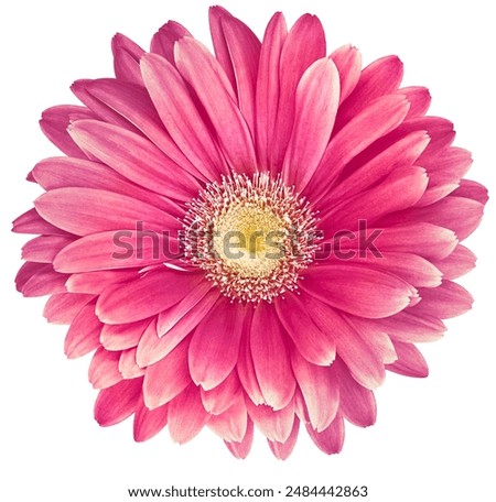 Similar – Image, Stock Photo Close-up of the flower of a wild carrot in front of a bright yellow background. Weak depth of field