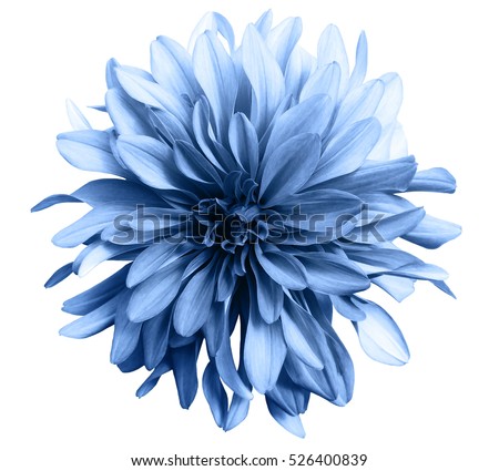 Photo of light blue flower on a white  background isolated  with clipping path. Closeup. big shaggy  flower. for design.  Dahlia.
