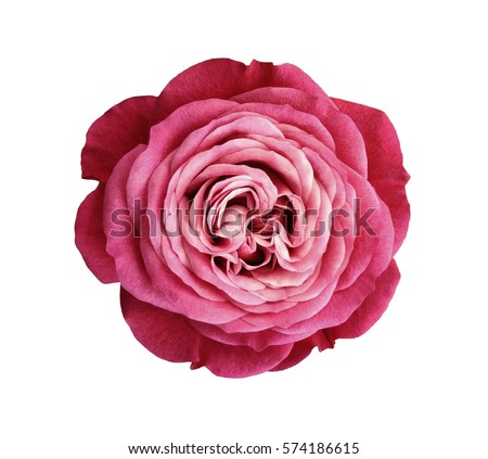 Photo of pink-red-white rose flower. white isolated background with clipping path. Nature. Closeup no shadows. Nature. 