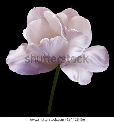 Similar – Image, Stock Photo one petal Tulip