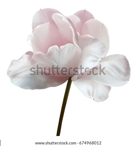 Image, Stock Photo one petal Tulip