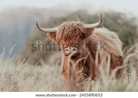 Image, Stock Photo Highland cow grazing in green grassland at foot of mountain