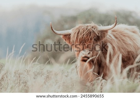 Similar – Image, Stock Photo Highland cow grazing in green grassland at foot of mountain