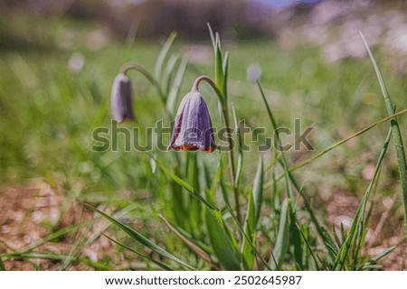 Similar – Foto Bild zwei Glockenblumenblüten, filigran und zart