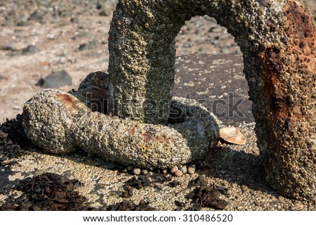 Old chain attached to a concrete block for mooring on Crammond Island, Edinburgh, Scotland