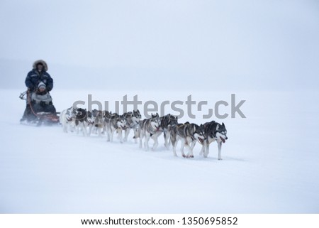 Similar – Image, Stock Photo Dogs Pulling Sled in Norwegian Forest