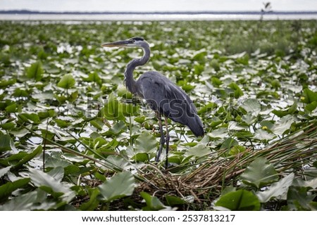 Similar – Foto Bild Everglades Florida Steg