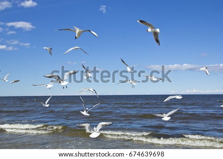 Similar – Image, Stock Photo #AS# flying away Seagull