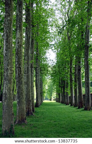A Lush Green Path Lined with Trees