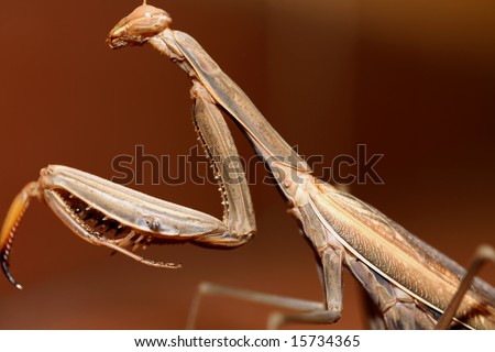 Sideways Close Up Image Of A Praying Mantis Showing Its Giant Claw-Like ...