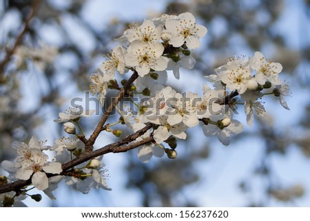 Close-up of the White Blossoms of a Cherry-Plum Tree. Cherry Plums are very small red Plums, as big as a Cherry. Shot in August 2013 in Marlborough, New Zealand.