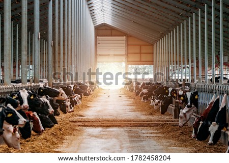 Diary cows in modern free livestock stall