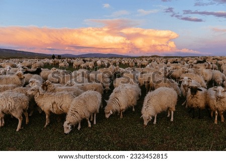 Similar – Foto Bild Schaf auf Wiese bei Abendsonne