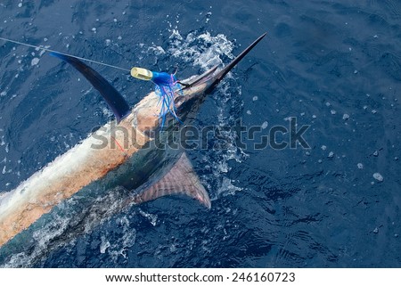 Beautiful marlin real bill fish - sport fishing