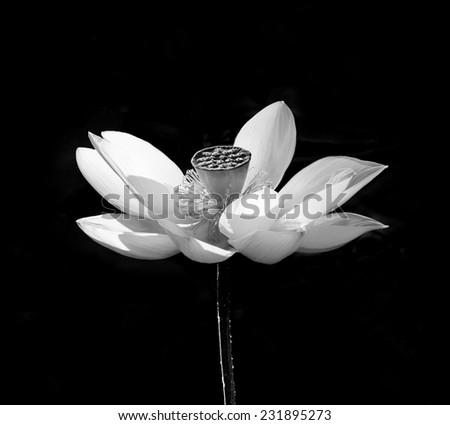 Lotus flower on black background