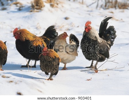Chickens on snow