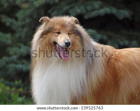 Portrait of beautiful shetland sheep dog on a natural background